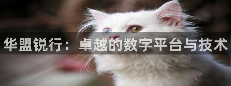 摩根娱乐游戏官网平台入口：华盟锐行：卓越的数字平台与技术