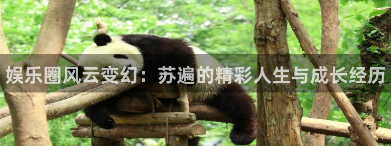 摩根娱乐体育注册代理：娱乐圈风云变幻：苏遍的精彩人生与成长经历