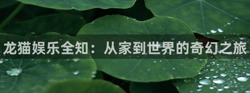 摩根娱乐现在优惠多少：龙猫娱乐全知：从家到世界的奇幻之旅