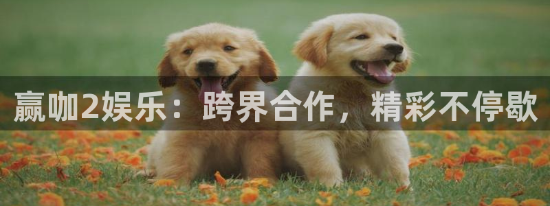 摩根娱乐是真的吗：赢咖2娱乐：跨界合作，精彩不停歇
